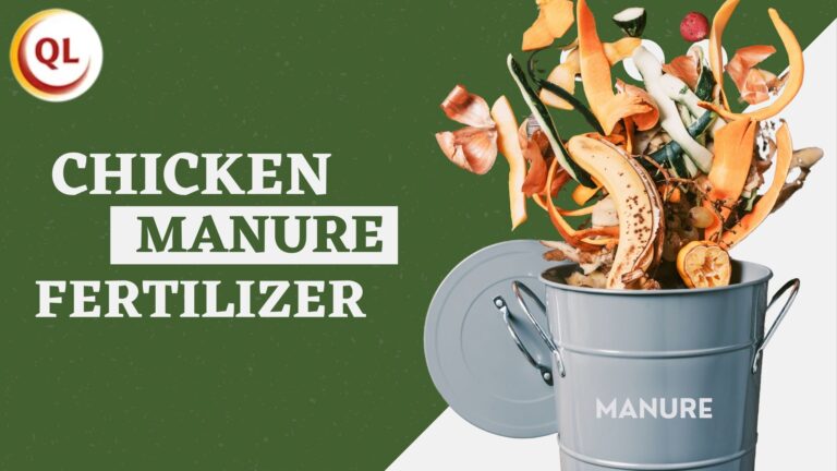 chicken manure fertilizer