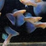 tropical shrimp for sale