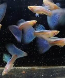 tropical shrimp for sale