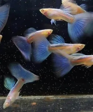 tropical shrimp for sale