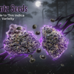 black runtz seeds