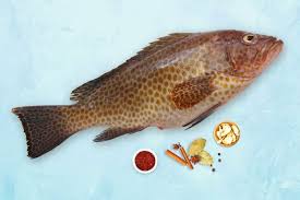 Hamour fish