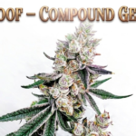 90 Proof Compound Genetics