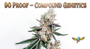 90 Proof Compound Genetics