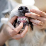 Dog Gum Disease