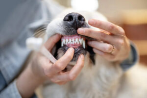 Dog Gum Disease