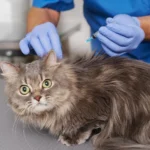 Vet Clinic in Dubai