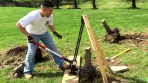 tree cutting and stump removal honolulu