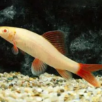 tropical freshwater fish for sale