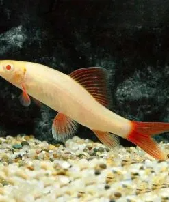 tropical freshwater fish for sale