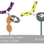 2-9-2-Fc-Gamma-Receptor-Binding-Assay-Services-1