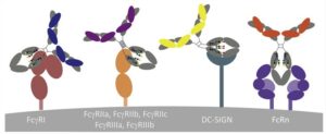2-9-2-Fc-Gamma-Receptor-Binding-Assay-Services-1