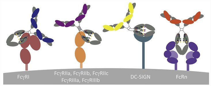 2-9-2-Fc-Gamma-Receptor-Binding-Assay-Services-1