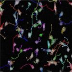 300 300 1-3-2-Single-Cell-Functional-Analysis-2
