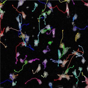 300 300 1-3-2-Single-Cell-Functional-Analysis-2
