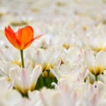 Flowers Online in Ajman