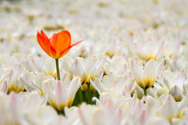 Flowers Online in Ajman