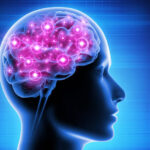 brain