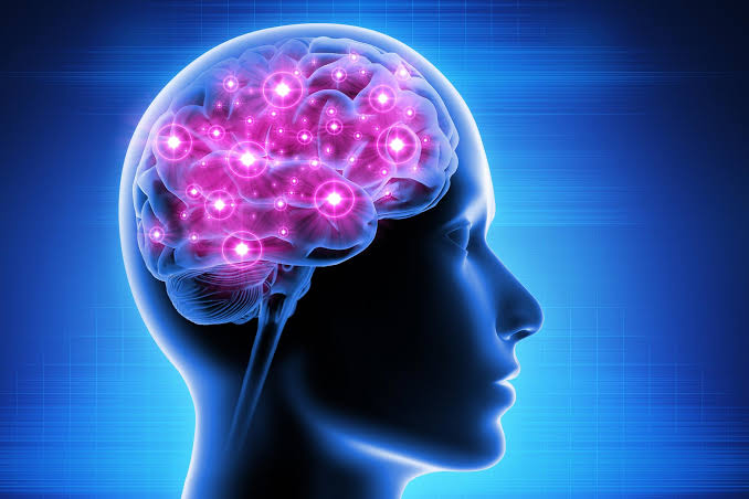 brain
