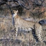 Kuno National Park Taxi Package