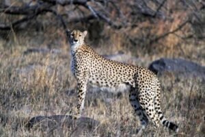 Kuno National Park Taxi Package