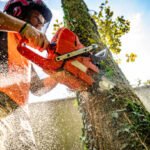 Tree Felling