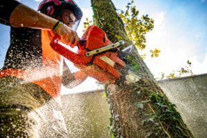 Tree Felling