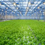 custom commercial greenhouse manufacturer 1