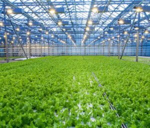 custom commercial greenhouse manufacturer 1